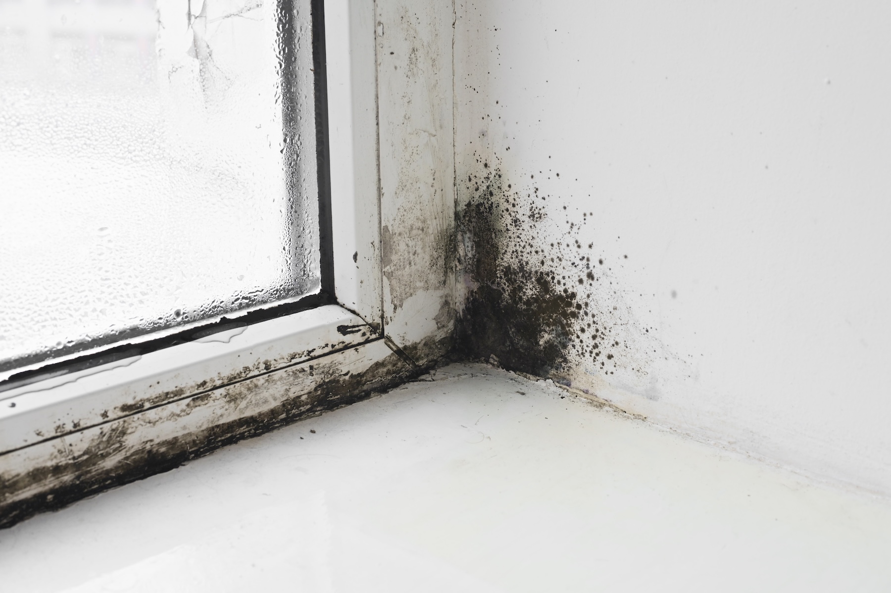 Black mold growth around a commercial window in Charleston