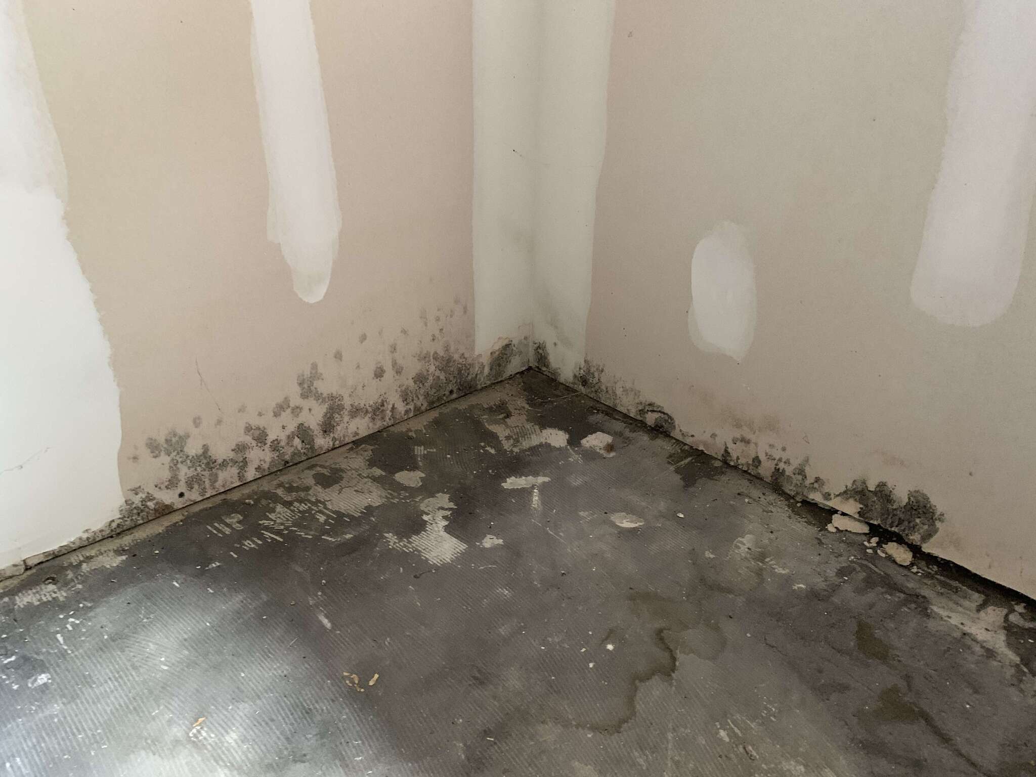 Mold growth on wall and floor corner in a Charleston home